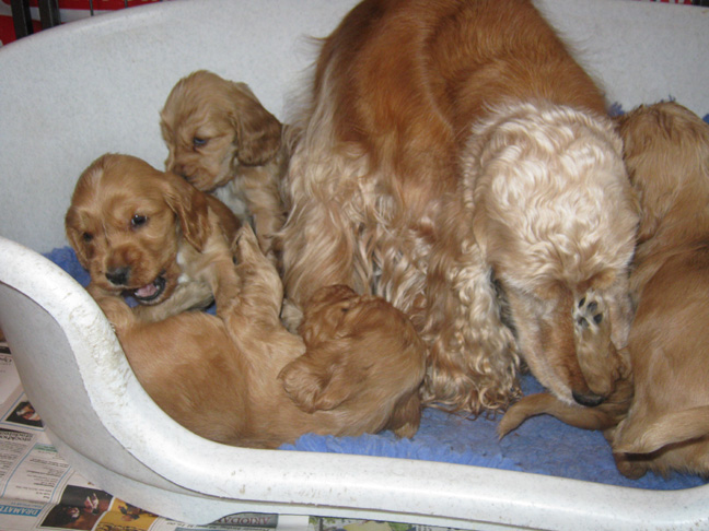 Dragongrdens Kennel